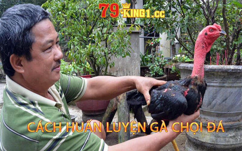 Cách Huấn Luyện Gà Đá